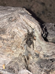 Ischnothele annulata