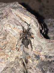Ischnothele annulata