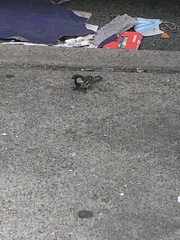 Passer domesticus