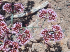 Chorizanthe staticoides