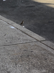 Passer domesticus