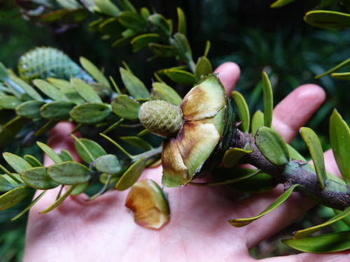 Agathis australis