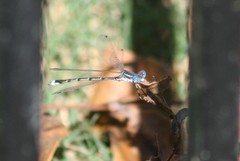 Lestes australis