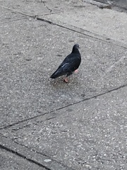 Columba livia domestica
