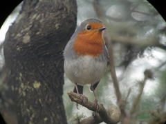 Erithacus rubecula superbus