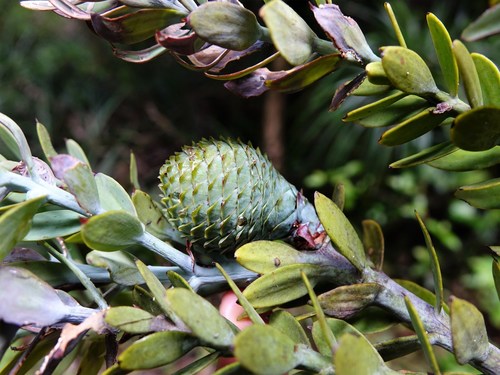 Agathis australis