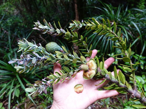 Agathis australis