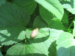 Oxyloma retusum
