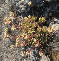 Dudleya virens virens