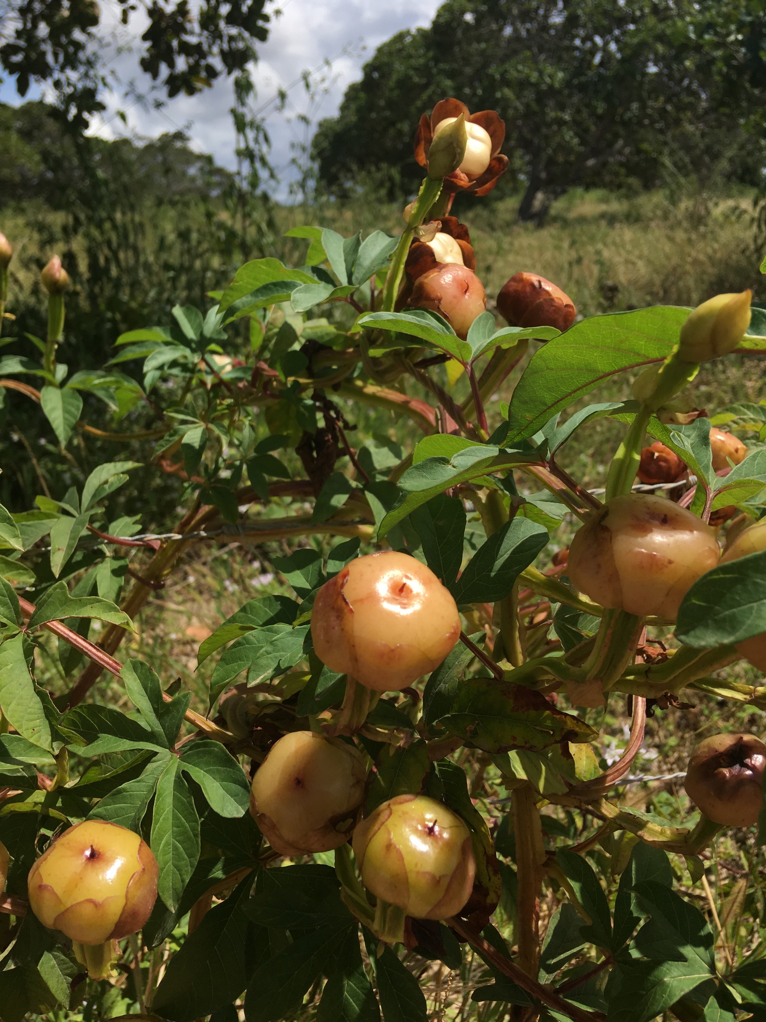 Imagem de Jalapa