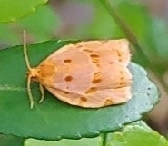 Archips rileyana