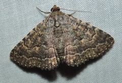 Diatenes aglossoides