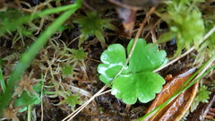 Ranunculus lapponicus