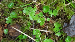 Ranunculus lapponicus