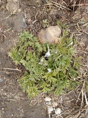 Heracleum sphondylium sibiricum
