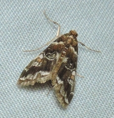 Elophila responsalis