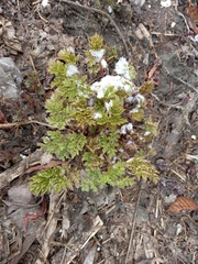 Anthriscus sylvestris