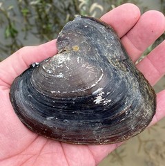 Potamilus inflatus