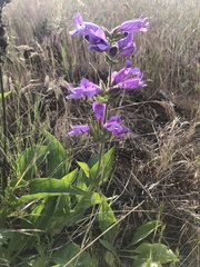 Penstemon glandulosus