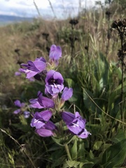 Penstemon glandulosus