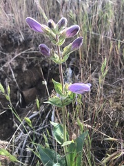 Penstemon glandulosus