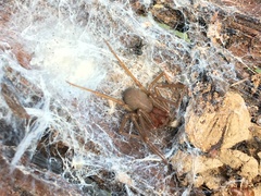 Loxosceles amazonica