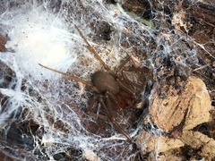 Loxosceles amazonica