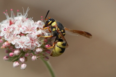 Euodynerus hidalgo viereckii