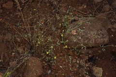 Hesperolinon sharsmithiae