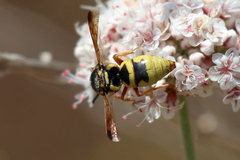 Euodynerus hidalgo viereckii