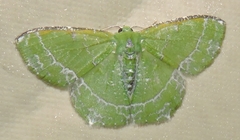 Eucyclodes insperata