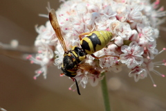Euodynerus hidalgo viereckii