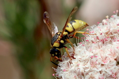 Euodynerus hidalgo viereckii