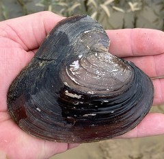 Potamilus inflatus