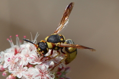 Euodynerus hidalgo viereckii