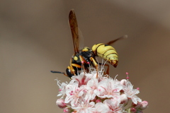 Euodynerus hidalgo viereckii