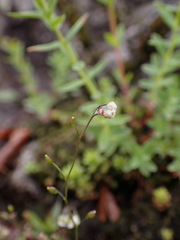 Draba praecox