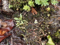 Draba praecox