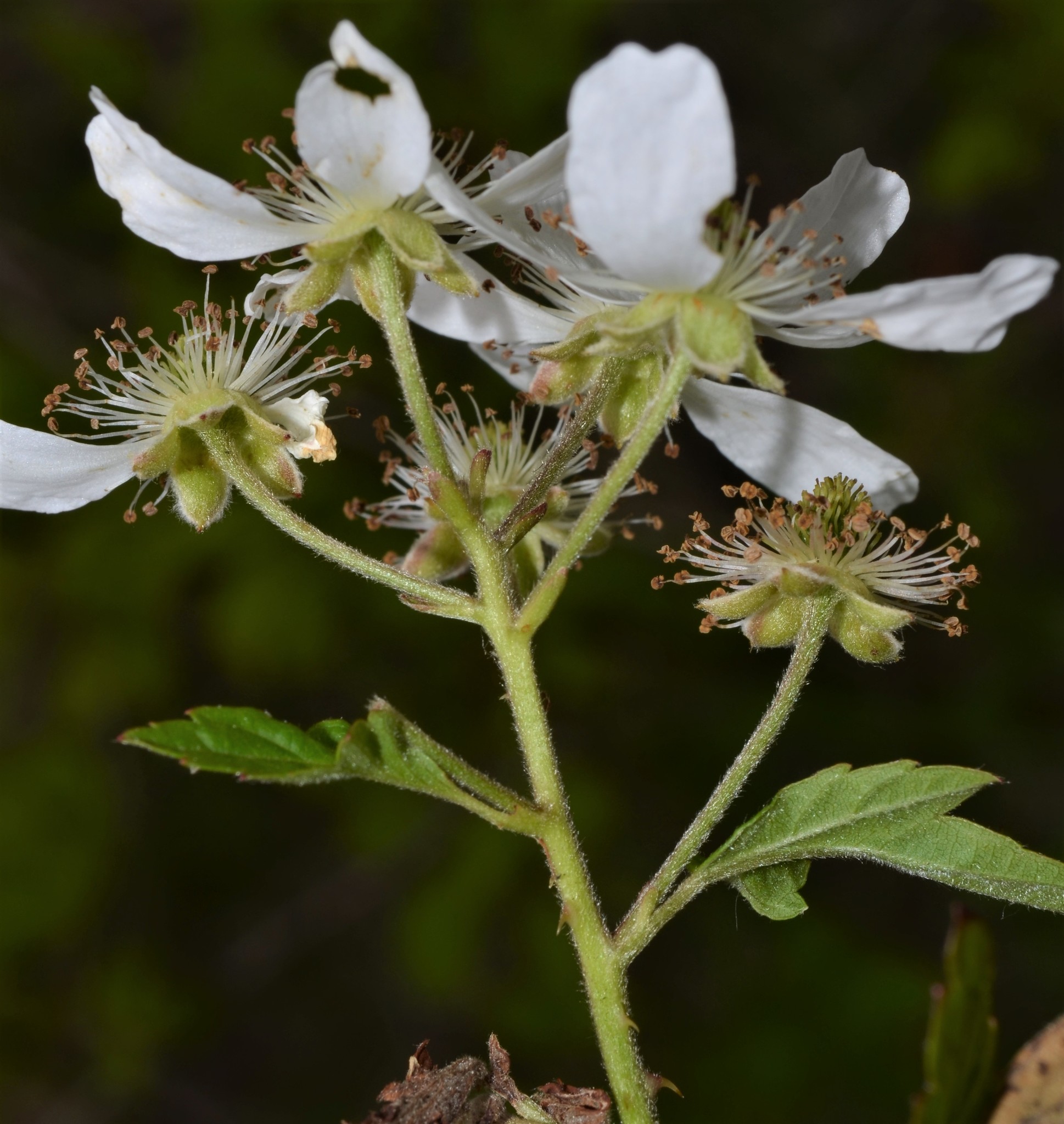Rubus pensilvanicus