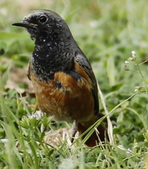 Phoenicurus ochruros phoenicuroides