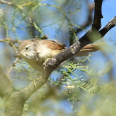 Synallaxis albescens