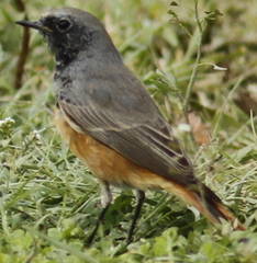 Phoenicurus ochruros phoenicuroides