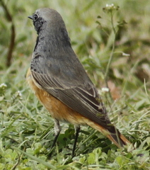 Phoenicurus ochruros phoenicuroides