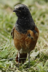 Phoenicurus ochruros phoenicuroides