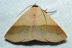 Ophyx ochroptera