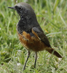 Phoenicurus ochruros phoenicuroides