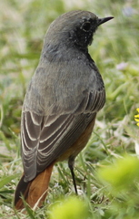 Phoenicurus ochruros phoenicuroides