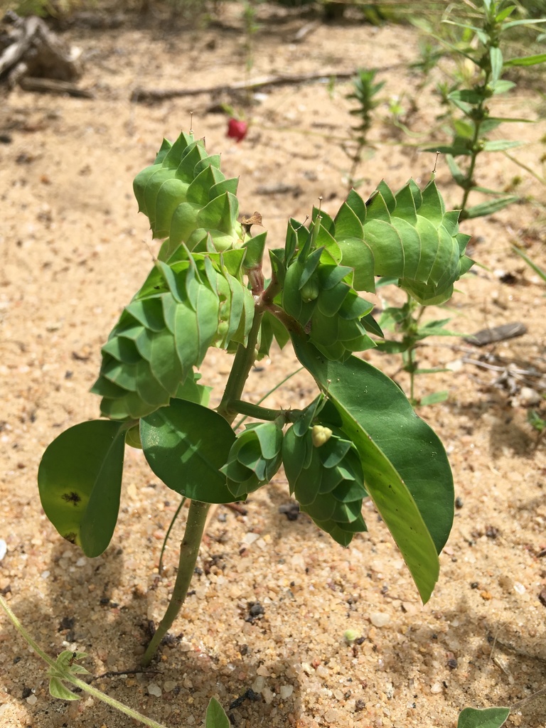 Euphorbia comosa