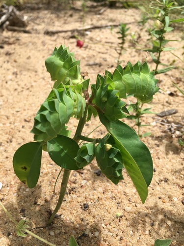 Euphorbia comosa