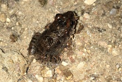 Leptodactylus troglodytes